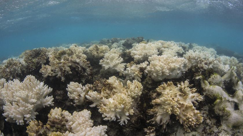 Corais na Austrália. Foto: XL Catlin Seaview Survey/ EPA