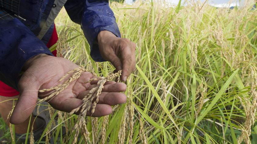 Culturas como o arroz consomem muita água. Foto: Everett Kennedy Brown/EPA