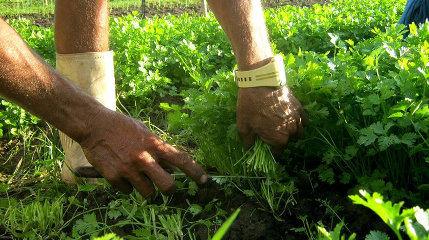 agricultura biológica Foto: DR