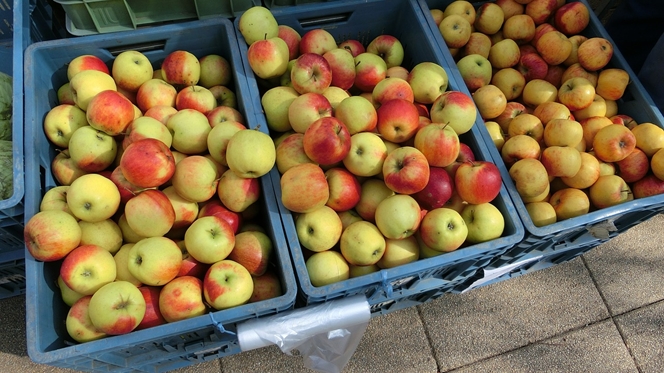 Quer trabalhar? Carrazeda precisa de gente para as campanhas da maçã, azeite e vinho