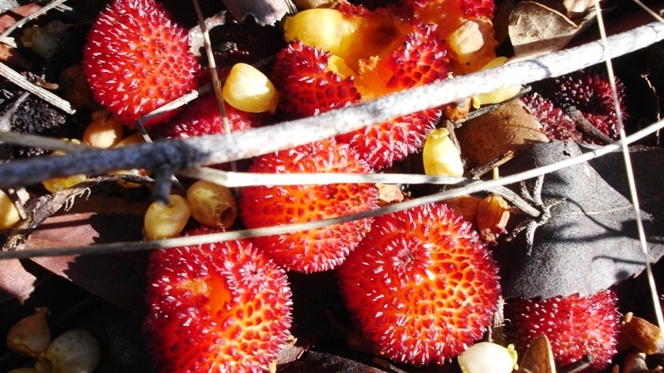 Recursos silvestres são opção para produtores alentejanos Recursos silvestres são opção para produtores alentejanos