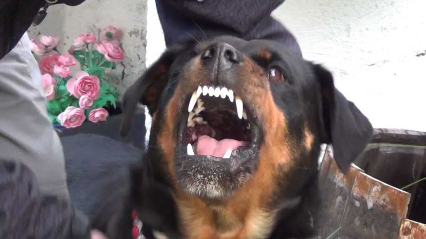 rotweiller foto DR